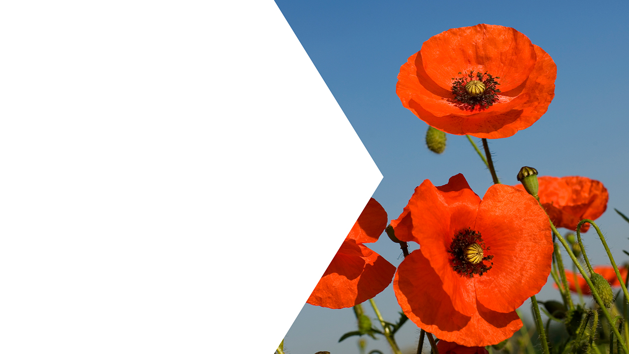 Poppy day Background